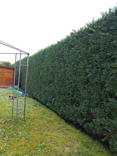 Taille de haies de thuyas de plus de 2 mètres
